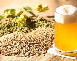 Malte moído para cerveja Malte moído para cerveja