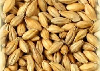Onde comprar malte Onde comprar malte