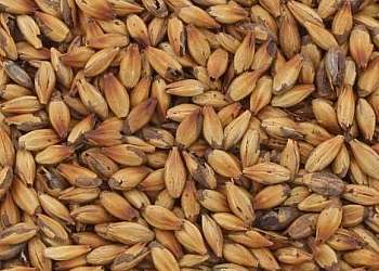 Venda de insumos para cerveja artesanal Venda de insumos para cerveja artesanal